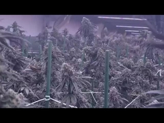 1200W Vollspektrum-LED-Wachstumslicht Dimmbar 2400*1100mm Größe Vollspektrum-Bodenlampe für Pflanzen